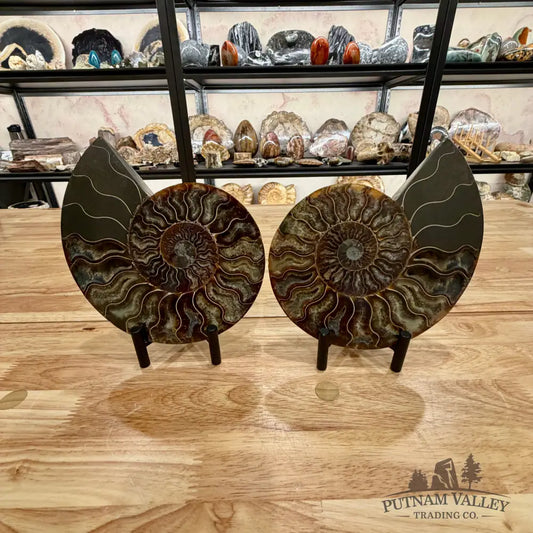 Reserve Split Agatized Ammonite Pair 7.25’’ Fossil Pair