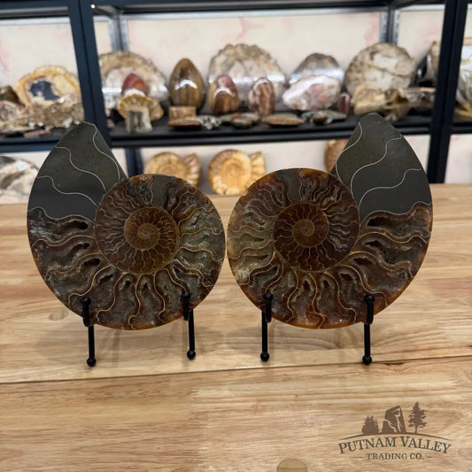 Reserve Agatized Ammonite Pair 7.25’’ Fossil Pair