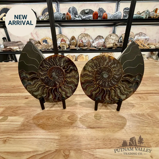 Reserve Split Agatized Ammonite Pair 7.25’’ Fossil Pair