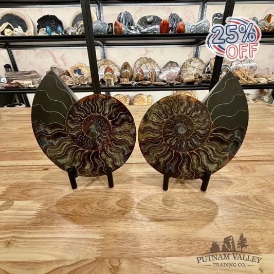 Reserve Split Agatized Ammonite Pair 7.25’’ Fossil Pair