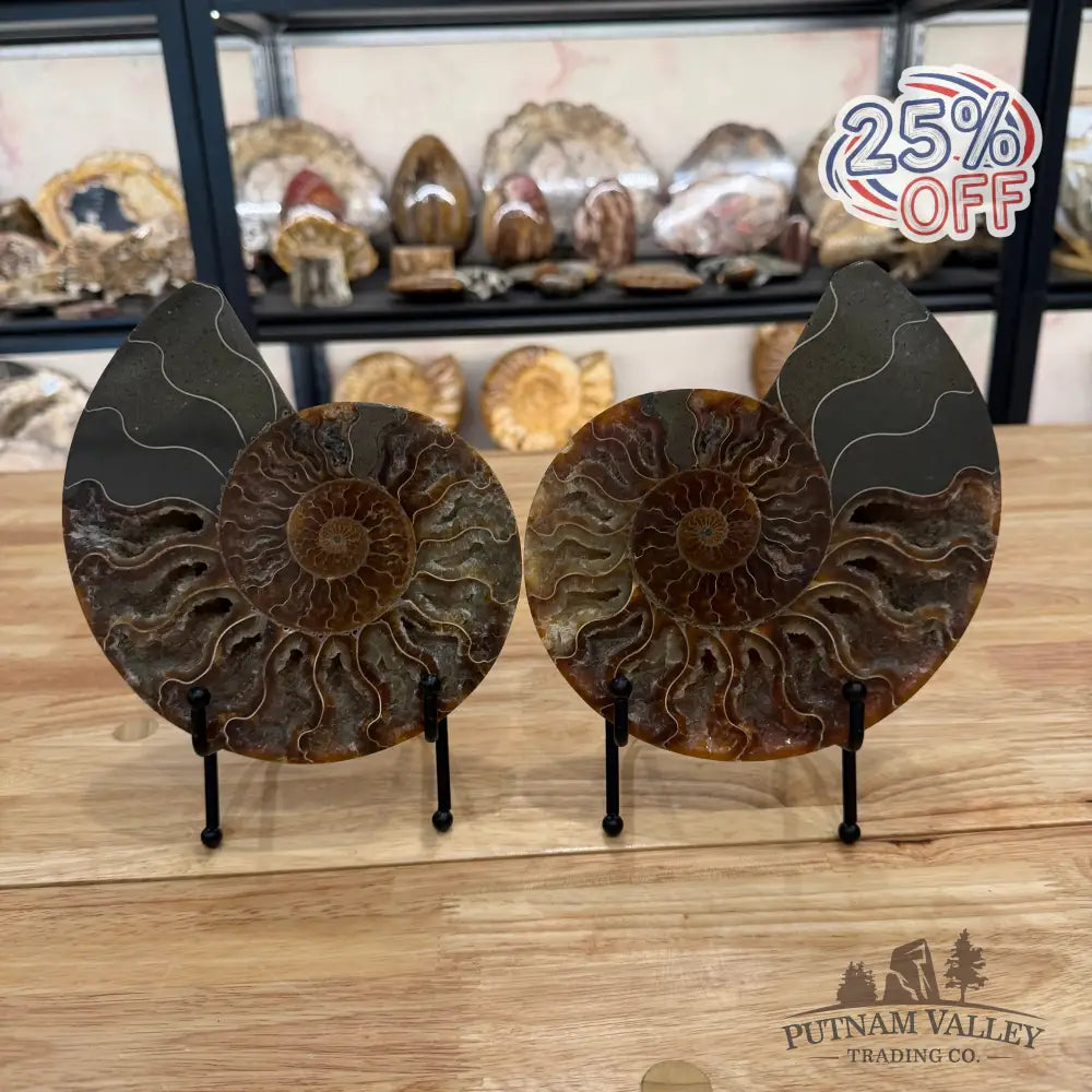 Reserve Agatized Ammonite Pair 7.25’’ Fossil Pair