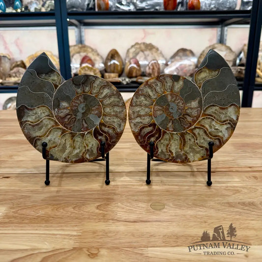 Reserve Agatized Ammonite Pair 7.5’’ Fossil Pair