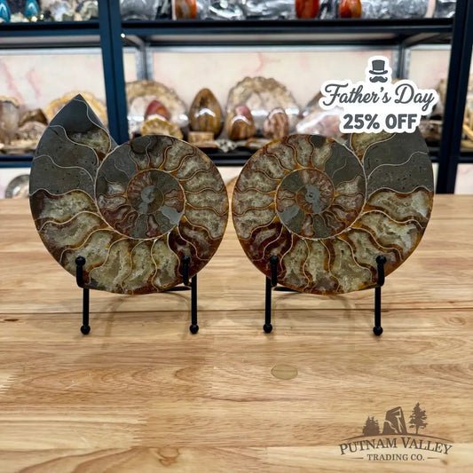 Reserve Agatized Ammonite Pair 7.5’’ Fossil Pair