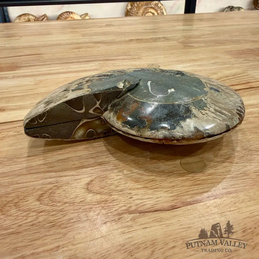 Reserve Agatized Ammonite Pair 7.5’’ Fossil Pair