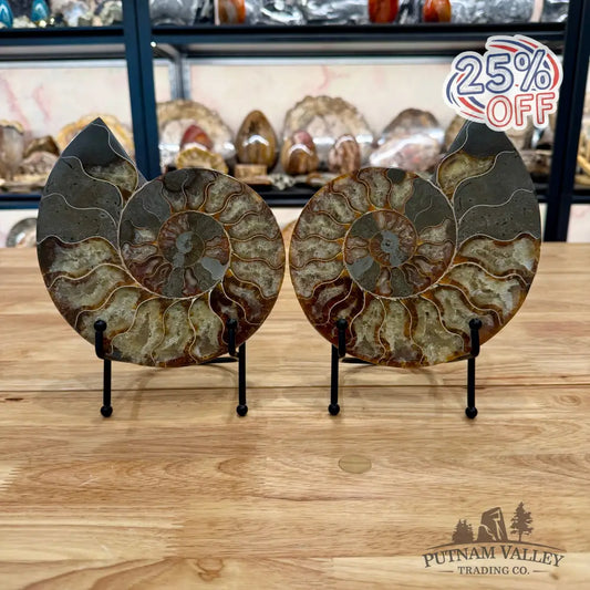 Reserve Agatized Ammonite Pair 7.5’’ Fossil Pair