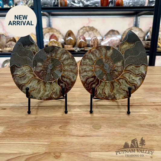 Reserve Agatized Ammonite Pair 7.5’’ Fossil Pair