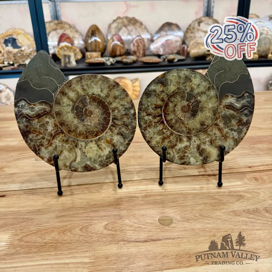 Reserve Agatized Ammonite Pair 7.75’’ Fossil Pair