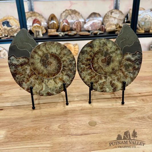 Reserve Agatized Ammonite Pair 7.75’’ Fossil Pair