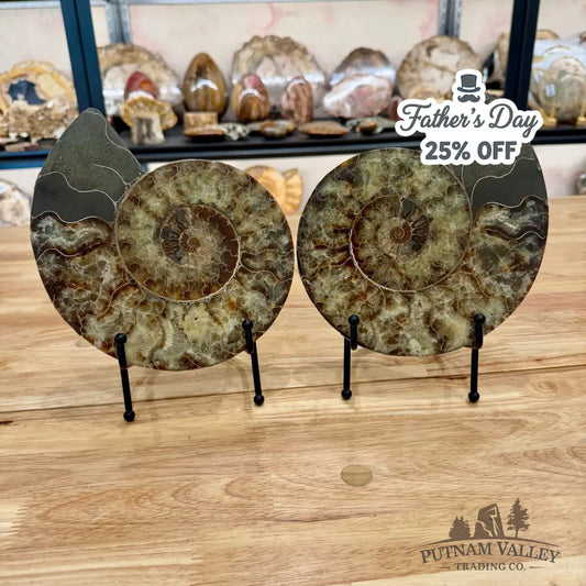 Reserve Agatized Ammonite Pair 7.75’’ Fossil Pair