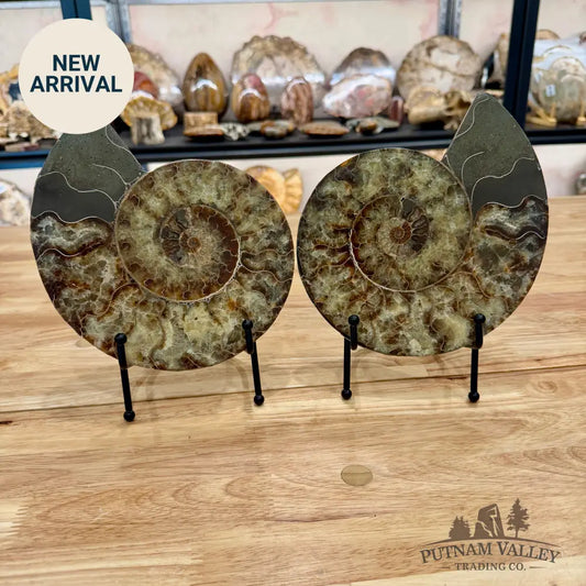 Reserve Agatized Ammonite Pair 7.75’’ Fossil Pair