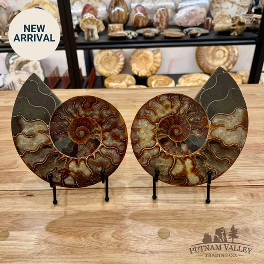 Reserve Split Agatized Ammonite Pair 8.25’’ Fossil Pair