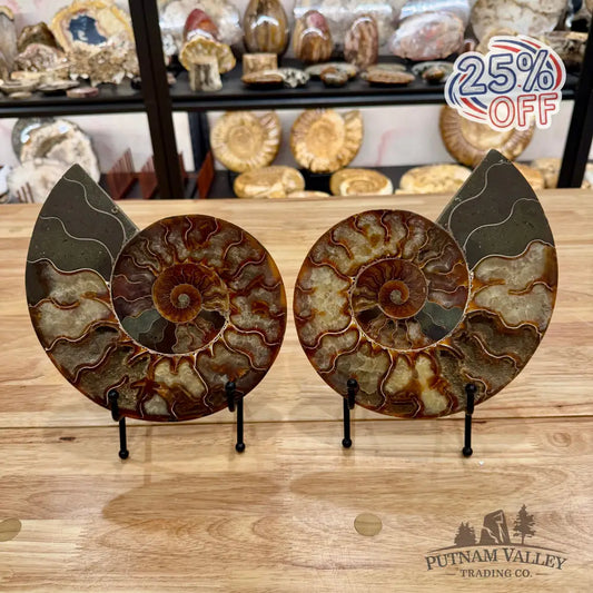 Reserve Split Agatized Ammonite Pair 8.25’’ Fossil Pair