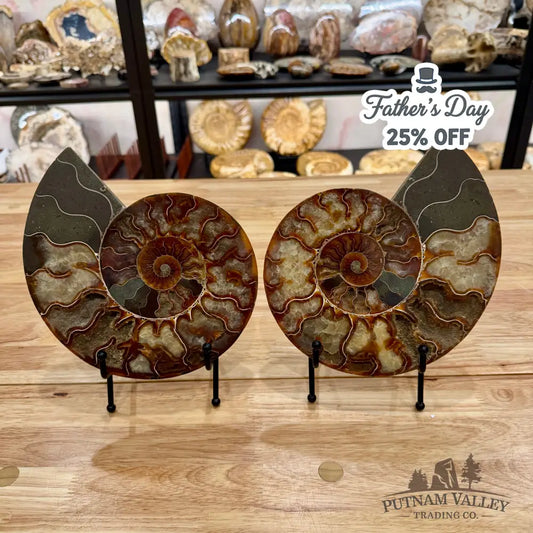 Reserve Split Agatized Ammonite Pair 8.25’’ Fossil Pair