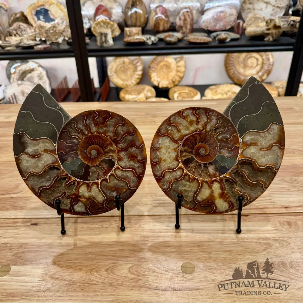Reserve Split Agatized Ammonite Pair 8.25’’ Fossil Pair