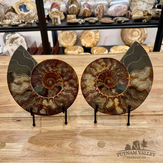 Reserve Split Agatized Ammonite Pair 8.25’’ Fossil Pair