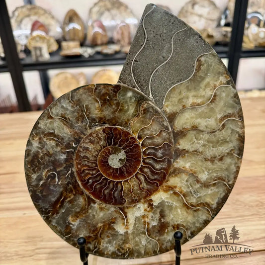 Reserve Split Agatized Ammonite Pair 8.75’’ Fossil Pair