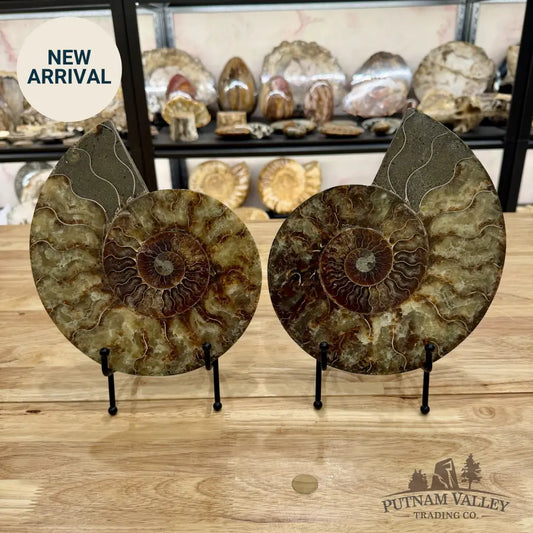 Reserve Split Agatized Ammonite Pair 8.75’’ Fossil Pair