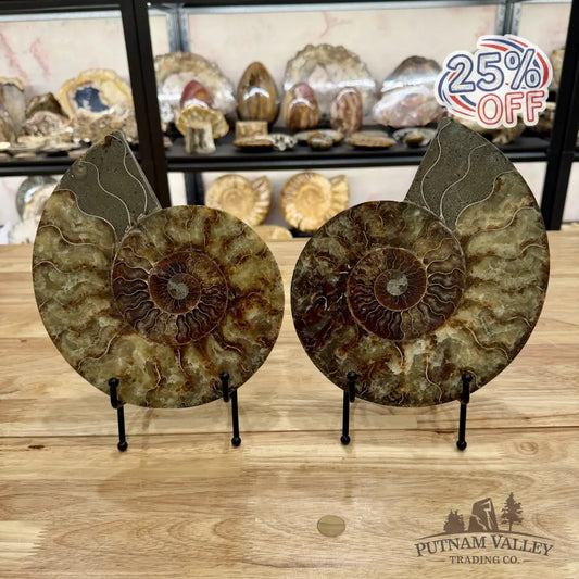 Reserve Split Agatized Ammonite Pair 8.75’’ Fossil Pair
