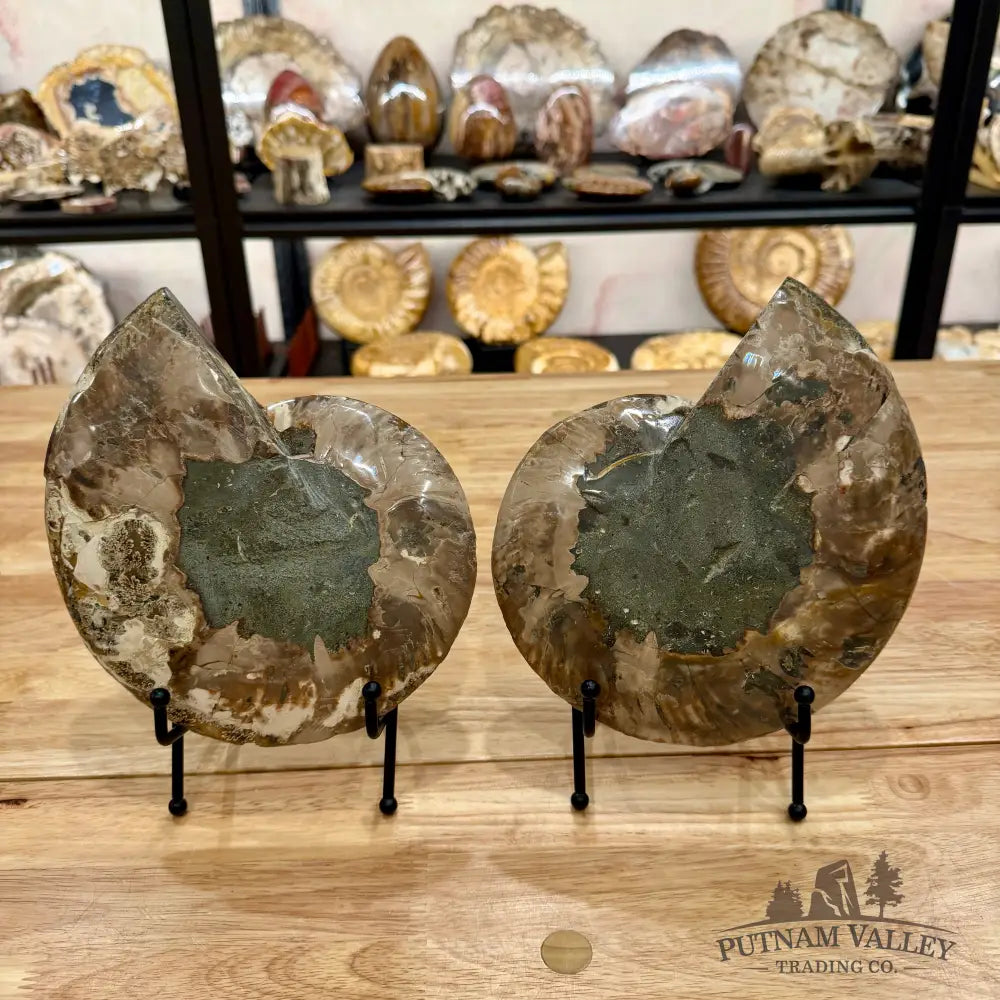 Reserve Split Agatized Ammonite Pair 8’’ Fossil Pair