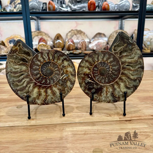 Reserve Agatized Ammonite Pair 8’’ Fossil Pair