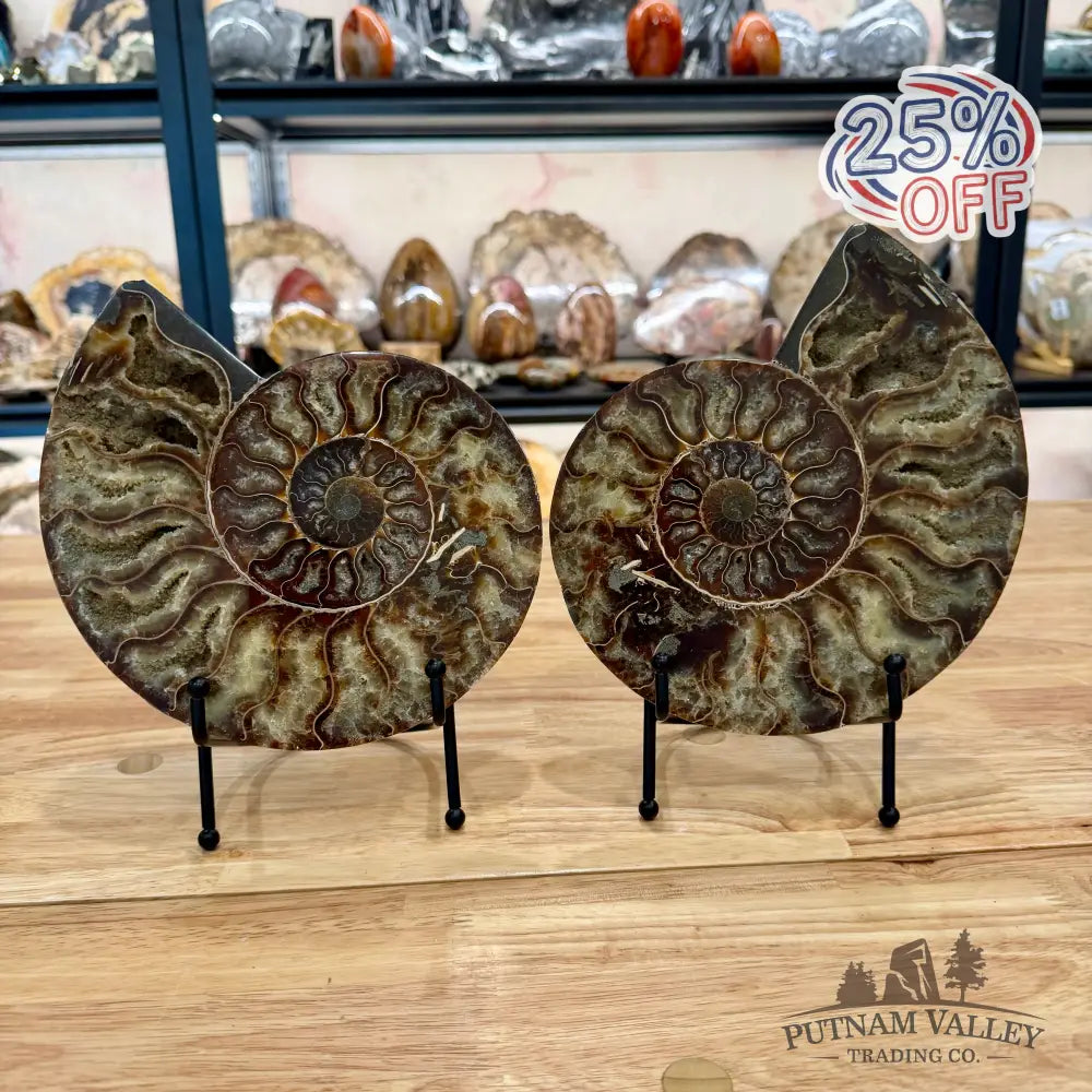 Reserve Agatized Ammonite Pair 8’’ Fossil Pair