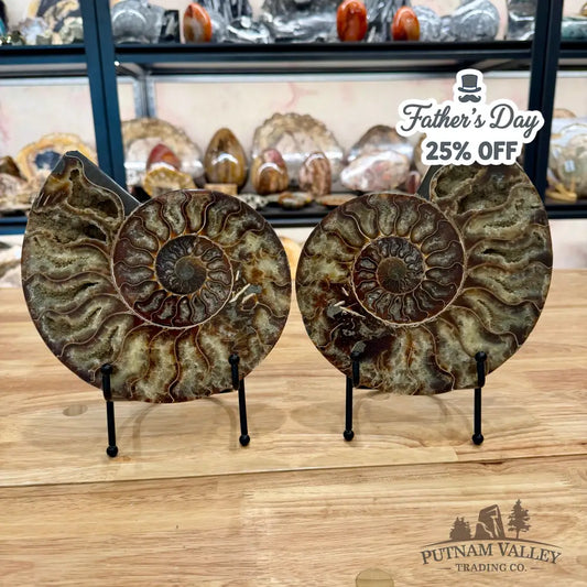 Reserve Agatized Ammonite Pair 8’’ Fossil Pair