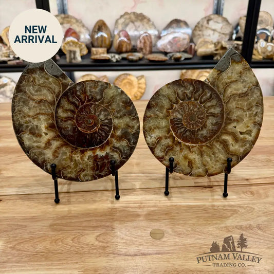 Reserve Split Agatized Ammonite Pair 8’’ Fossil Pair