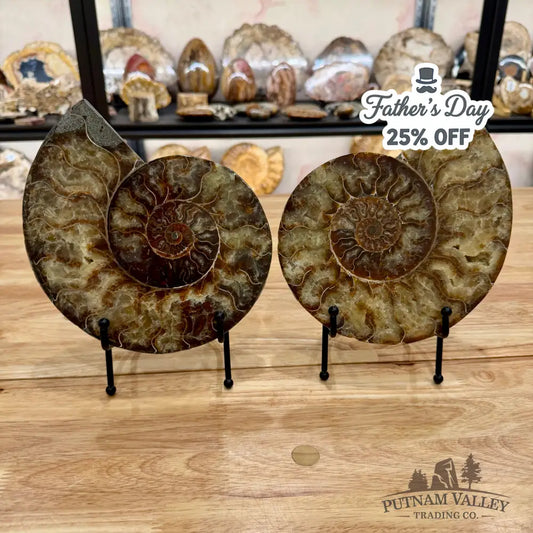 Reserve Split Agatized Ammonite Pair 8’’ Fossil Pair
