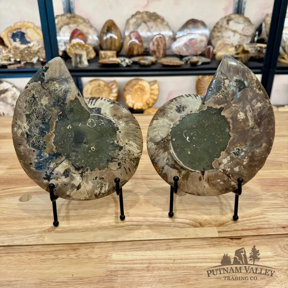Reserve Agatized Ammonite Pair 8’’ Fossil Pair