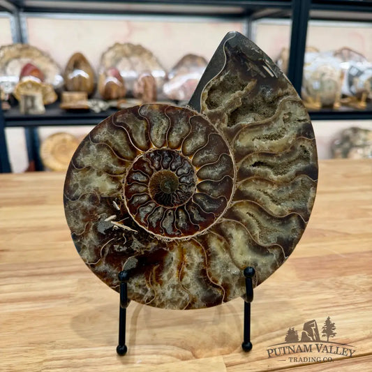 Reserve Agatized Ammonite Pair 8’’ Fossil Pair