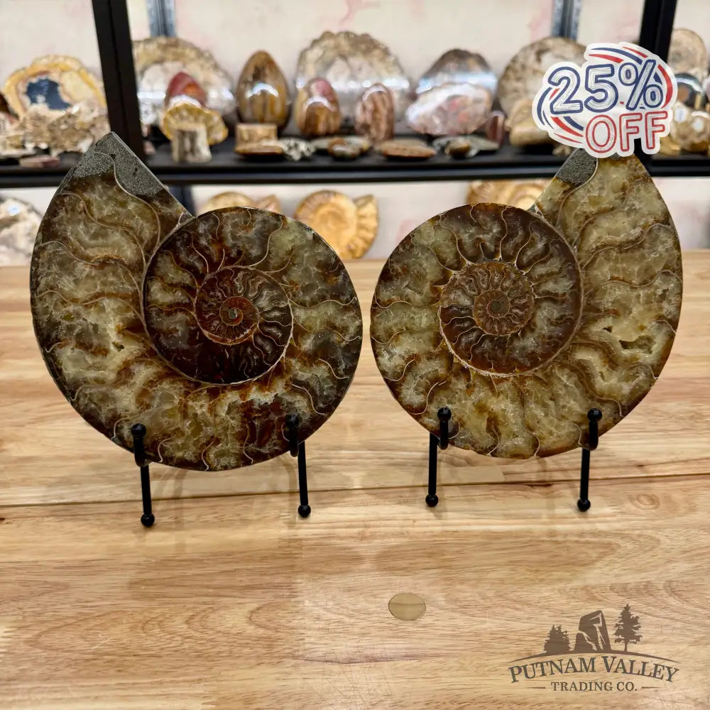 Reserve Split Agatized Ammonite Pair 8’’ Fossil Pair