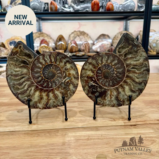 Reserve Agatized Ammonite Pair 8’’ Fossil Pair