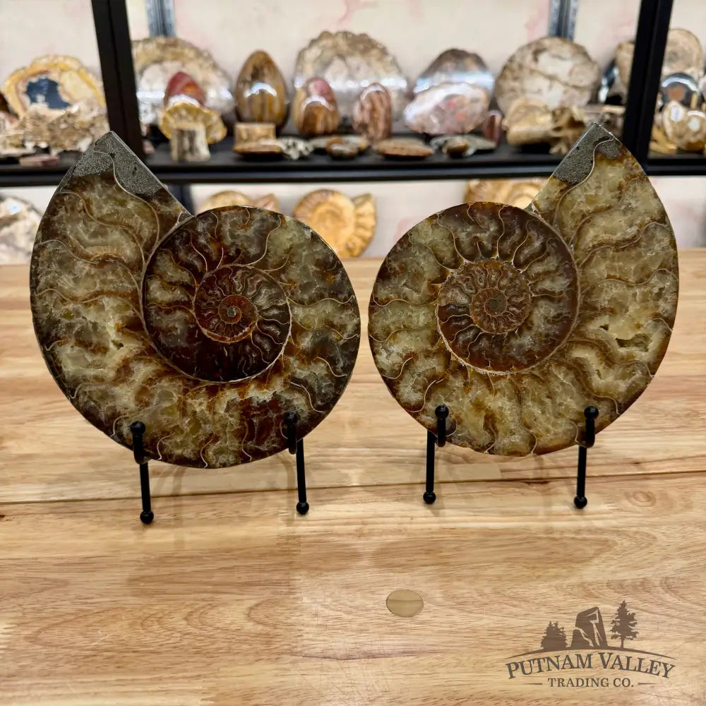 Reserve Split Agatized Ammonite Pair 8’’ Fossil Pair