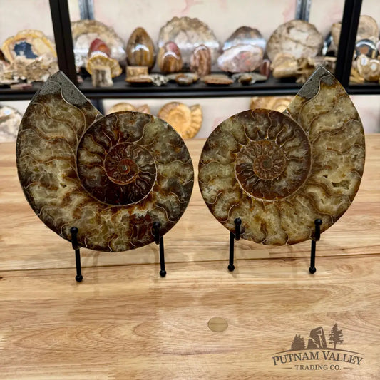 Reserve Split Agatized Ammonite Pair 8’’ Fossil Pair