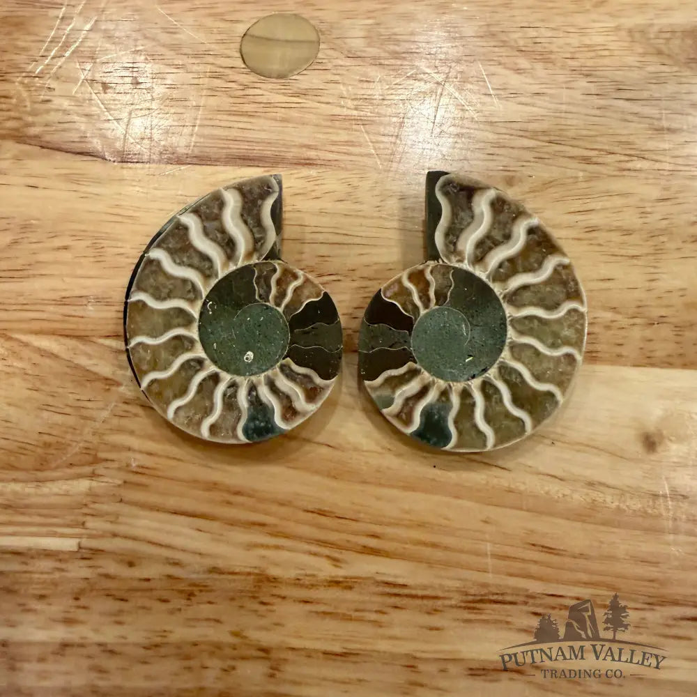 Small Agatized Ammonite Pairs Fossil Pair