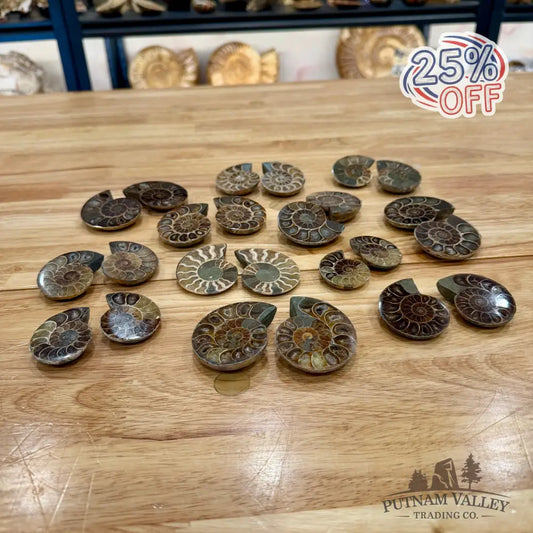 Small Agatized Ammonite Pairs Fossil Pair