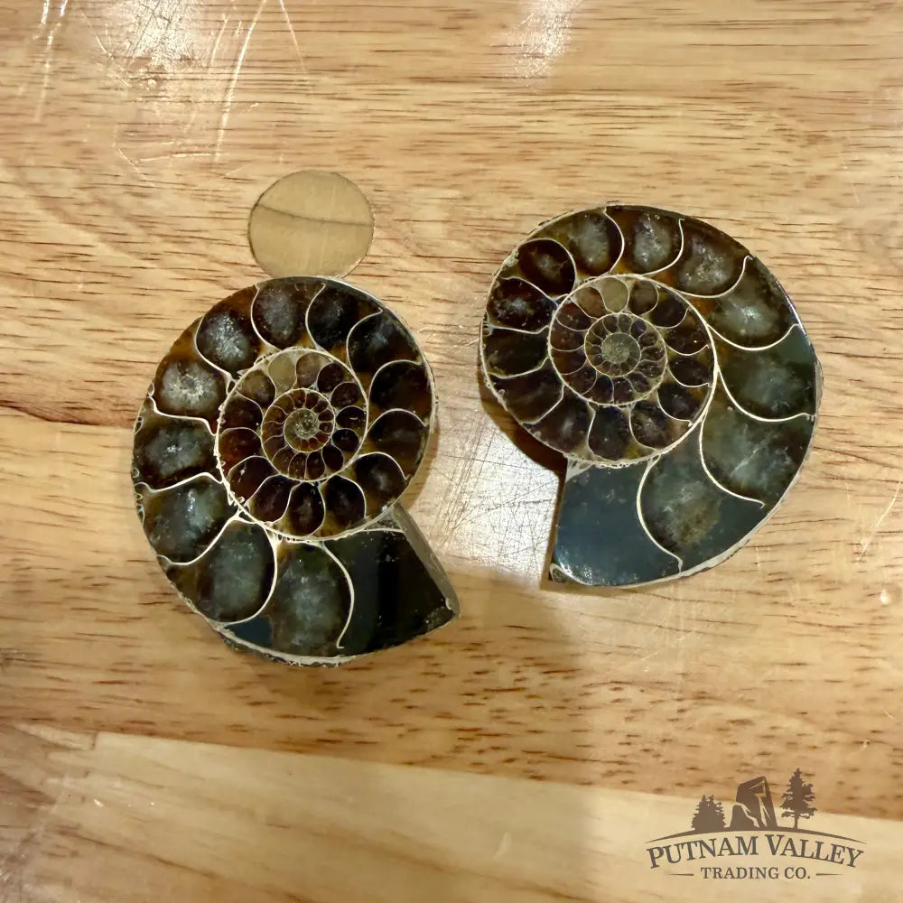 Small Agatized Ammonite Pairs Fossil Pair