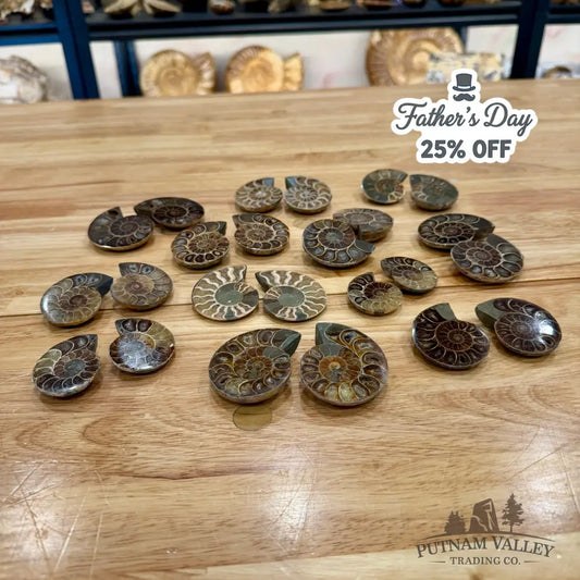 Small Agatized Ammonite Pairs Fossil Pair