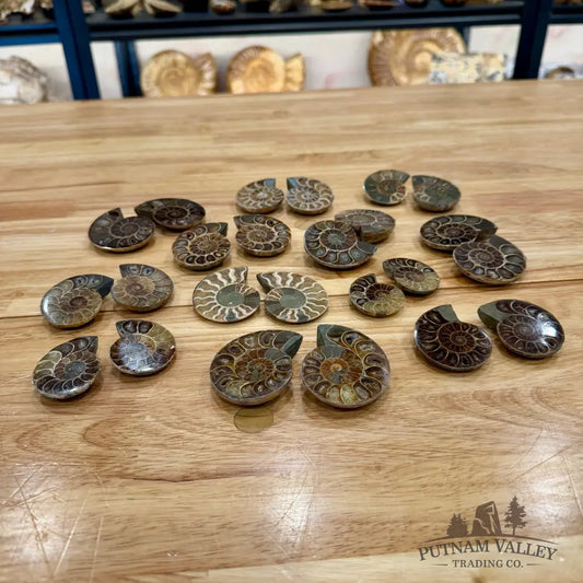 Small Agatized Ammonite Pairs Fossil Pair