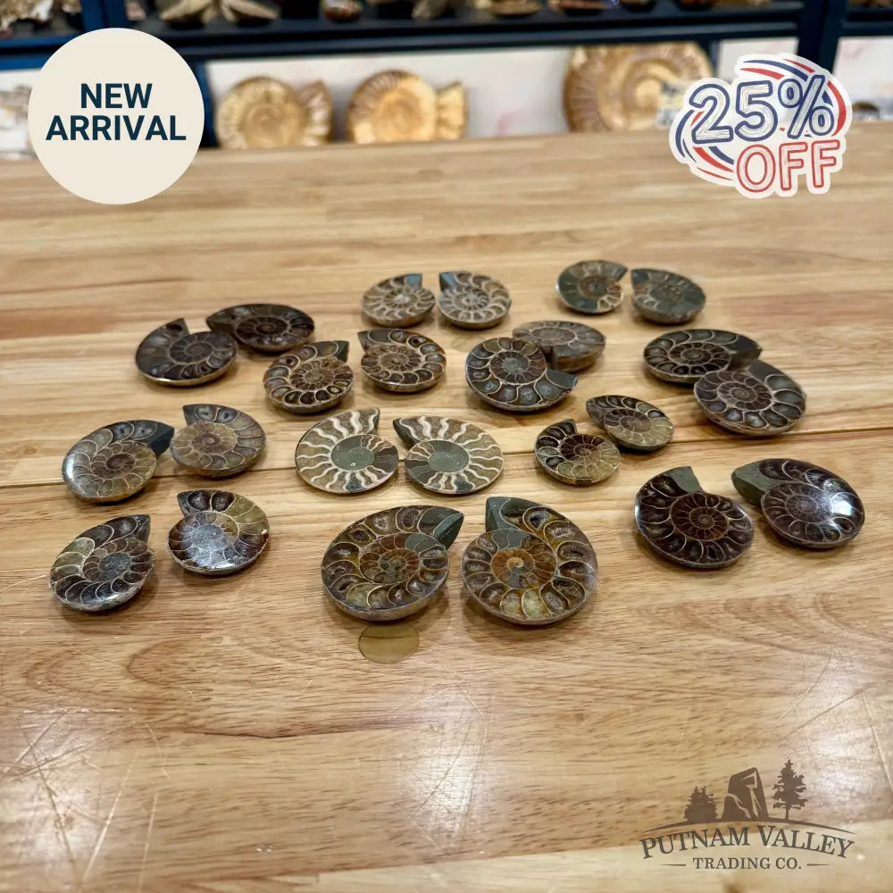 Small Agatized Ammonite Pairs Fossil Pair