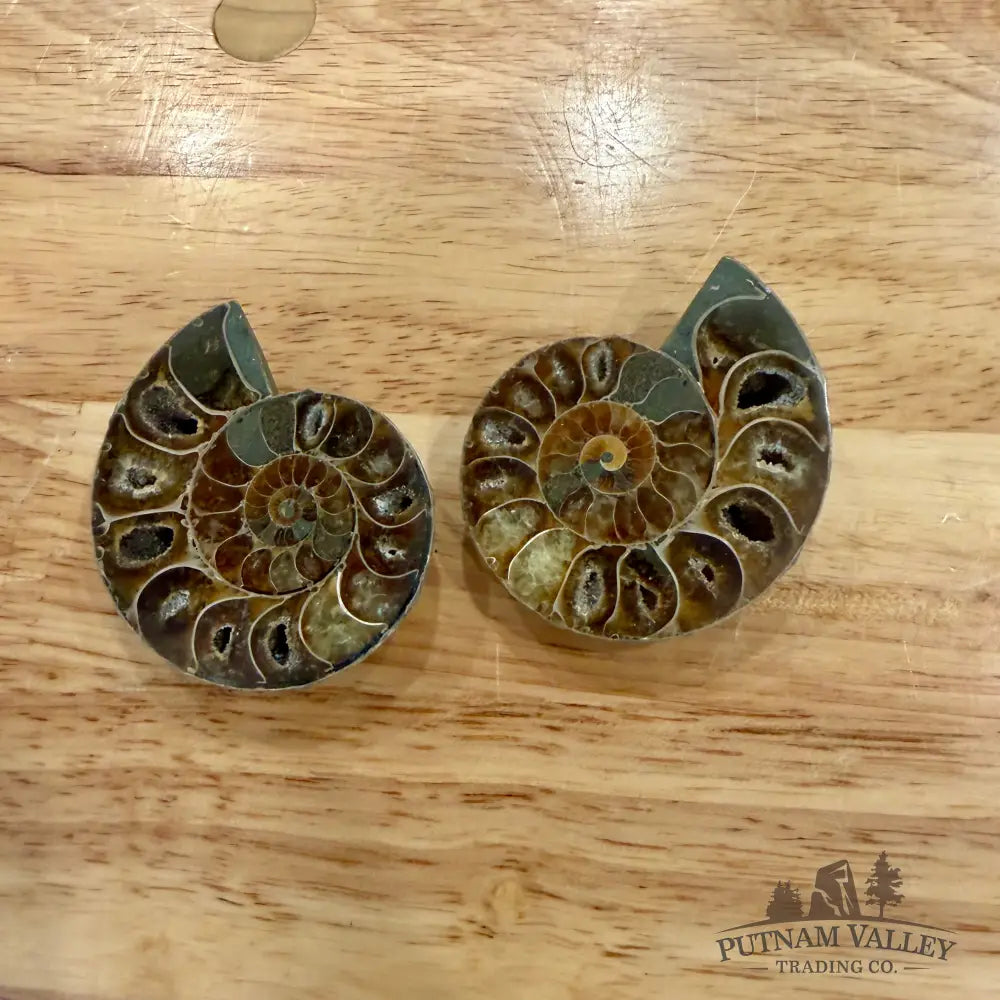 Small Agatized Ammonite Pairs Fossil Pair