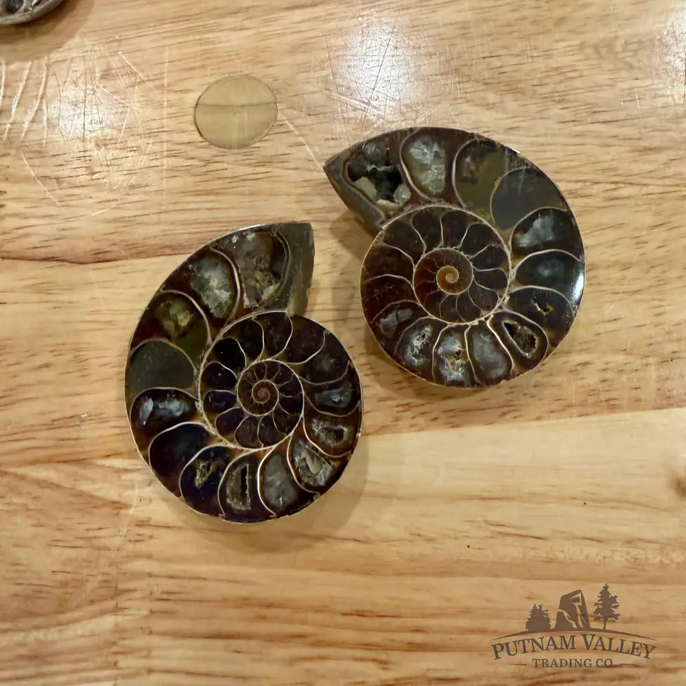 Small Agatized Ammonite Pairs Fossil Pair