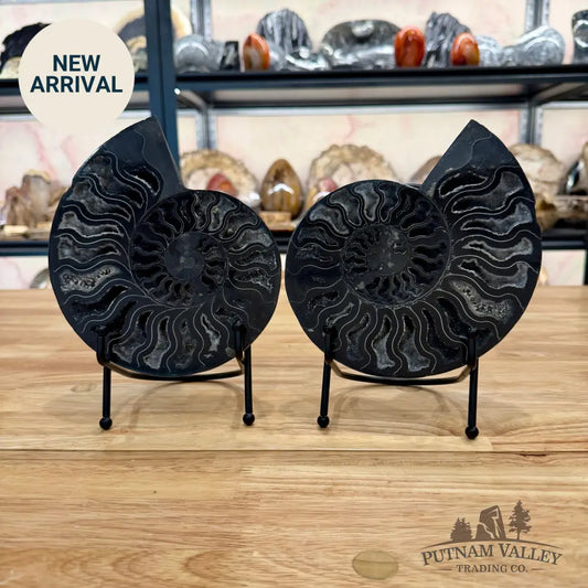 Reserve Agatized Black Ammonite Pair 7.25’’ Fossil Pair