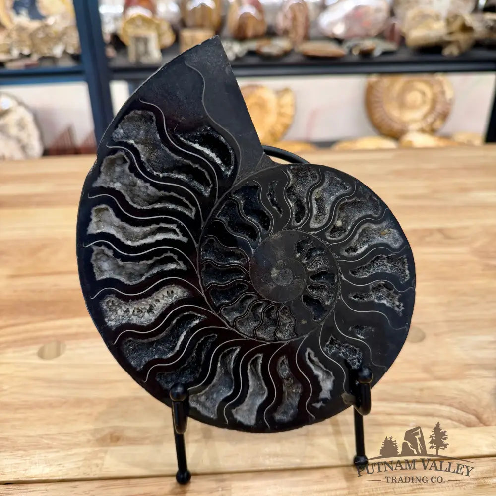 Reserve Agatized Black Ammonite Pair 7.25’’ Fossil Pair