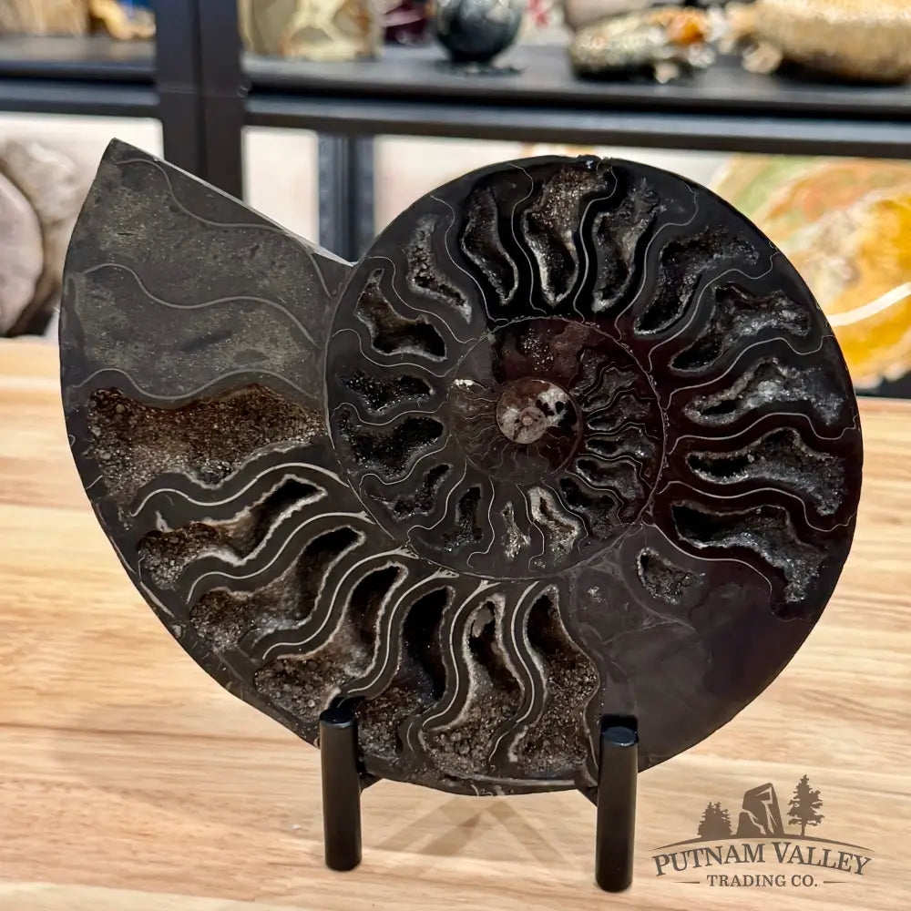 Reserve Agatized Black Ammonite Pair 7.7’’ - Fossil Pair