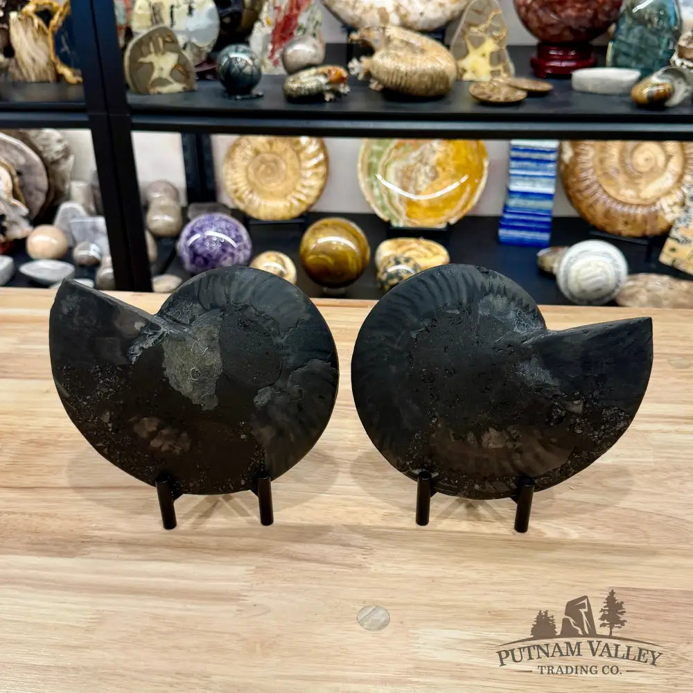 Reserve Agatized Black Ammonite Pair 7.7’’ - Fossil Pair