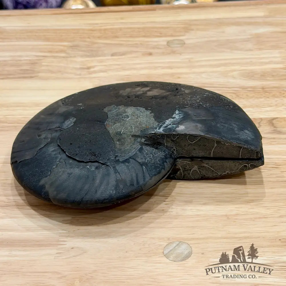Reserve Agatized Black Ammonite Pair 7.7’’ - Fossil Pair