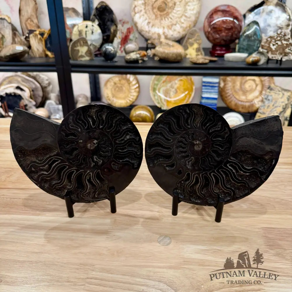 Reserve Agatized Black Ammonite Pair 7.7’’ - Fossil Pair
