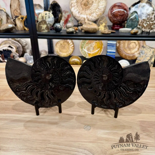 Reserve Agatized Black Ammonite Pair 7.7’’ - Fossil Pair