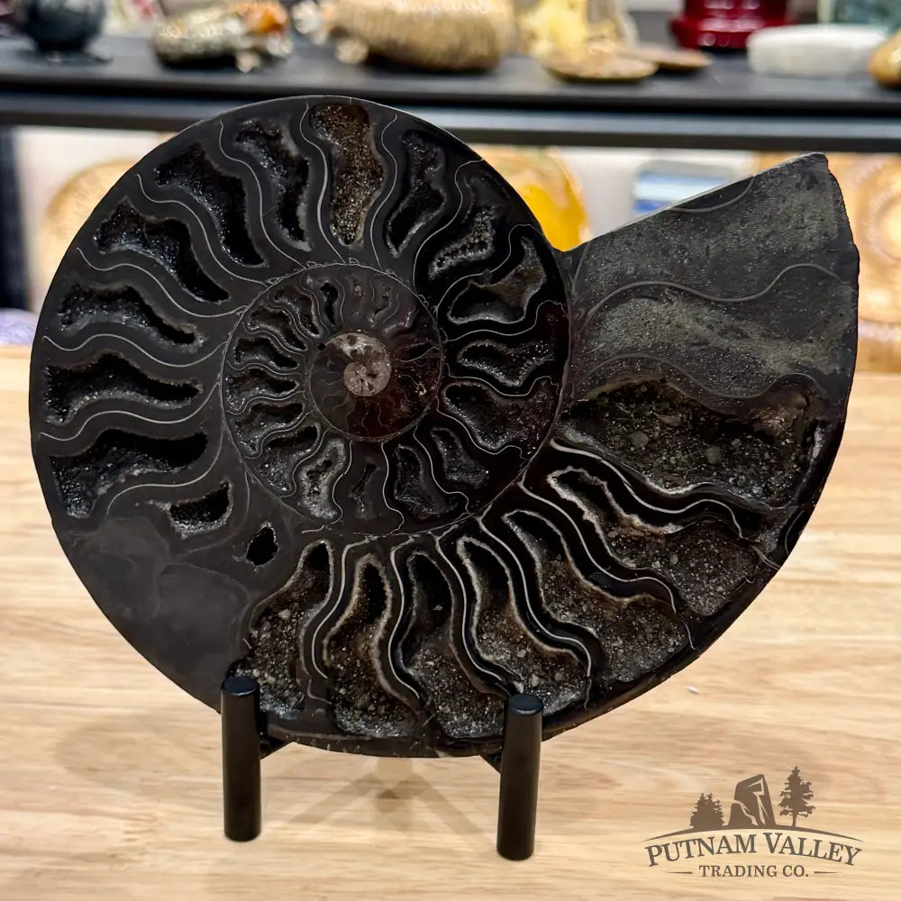 Reserve Agatized Black Ammonite Pair 7.7’’ - Fossil Pair